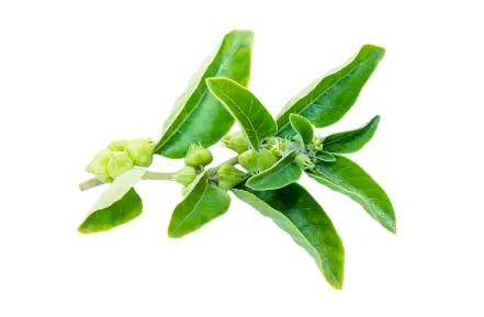 Bulk Ashwagandha Extract Powder