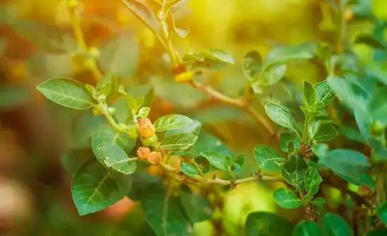 Bulk Ashwagandha Extract Powder