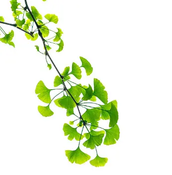 Bulk Ginkgo Extract
