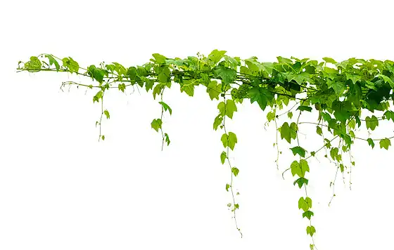 Bulk Ivy Leaf Extract