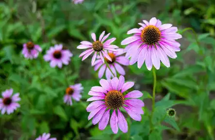 Echinacea purpurea extract