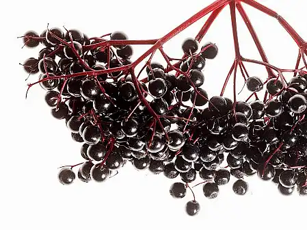 Echinacea Purpurea Extract Echinacea Purpurea Extract