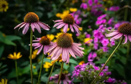 Echinacea purpurea extract