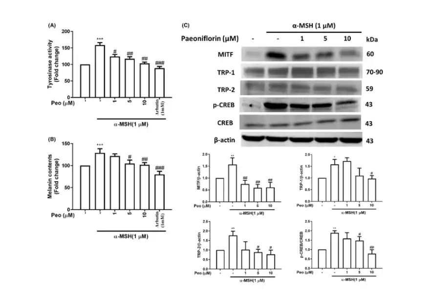 Bulk Paeoniflorin Powder Bulk Paeoniflorin Powder
