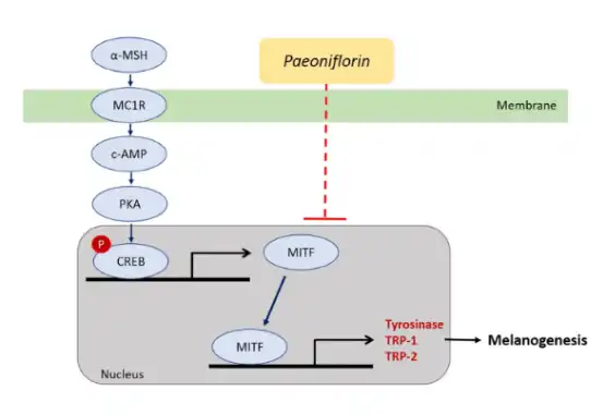 Bulk Paeoniflorin Powder Bulk Paeoniflorin Powder