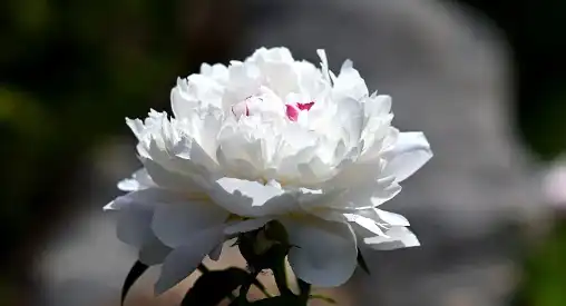 Bulk Paeoniflorin Powder