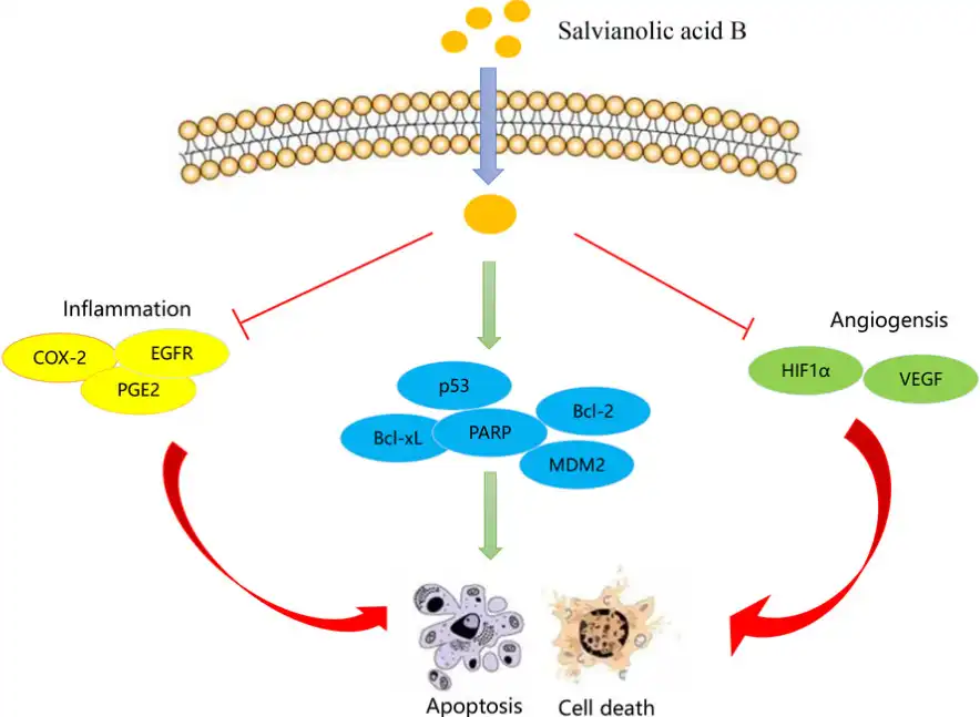 Salvianolic Acid B Powder Salvianolic Acid B Powder