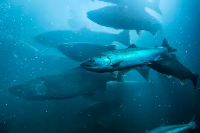 canthaxanthin powder canthaxanthin powder