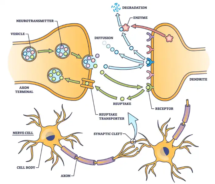 Paraxanthine Bulk Powder Paraxanthine Bulk Powder