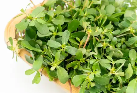 Bacopa Monniera Extract Powder Bacopa Monniera Extract Powder
