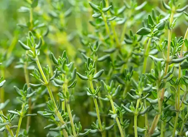 Bulk Thymol