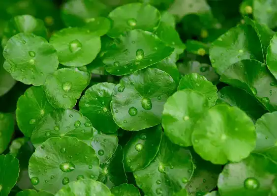 Madecassic Acid Madecassic Acid