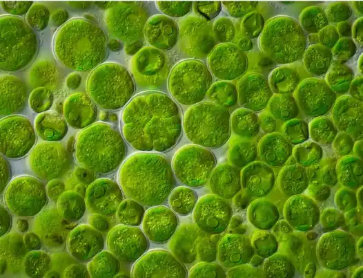 Chlorella Growth Factor Chlorella Growth Factor