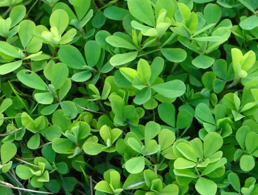alfalfa grass powder 