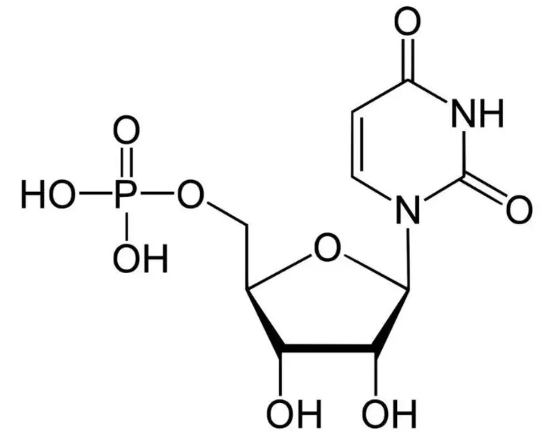 Uridine Monophosphate Powder Uridine Monophosphate Powder