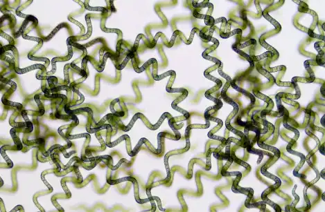 Bulk Organic Spirulina Powder Bulk Organic Spirulina Powder