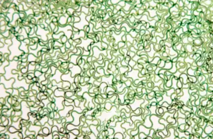 Bulk Organic Spirulina Powder