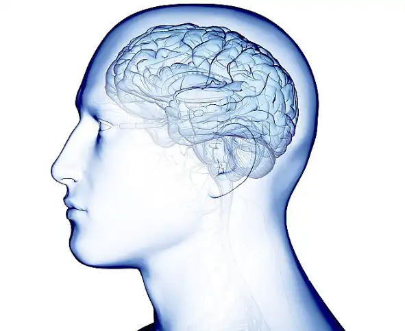 Bulk Saffron extract Powder Bulk Saffron extract Powder