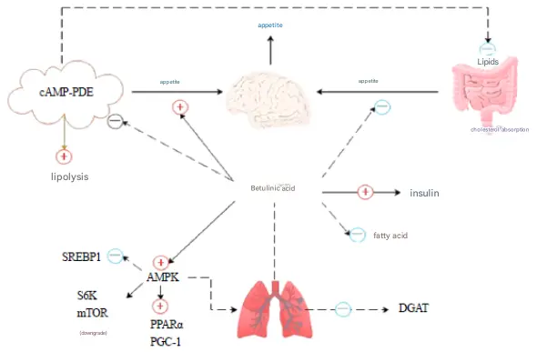 Birch Bark Extract Powder Birch Bark Extract Powder