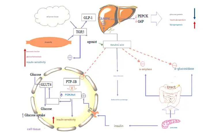 Birch Bark Extract Powder Birch Bark Extract Powder