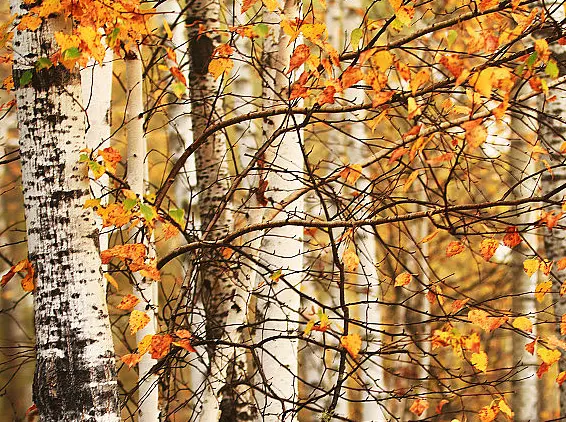 Birch Bark Extract Powder