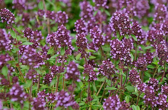 Pure Thyme Essential Oil
