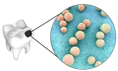 Pure Thyme Essential Oil Pure Thyme Essential Oil