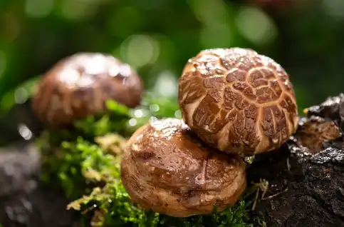 Shiitake Mushroom Powder Bulk Shiitake Mushroom Powder Bulk