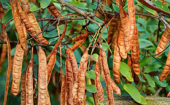 LBG Locust Bean Gum LBG Locust Bean Gum