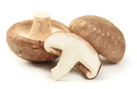 Shiitake Mushroom Extract Powder Shiitake Mushroom Extract Powder