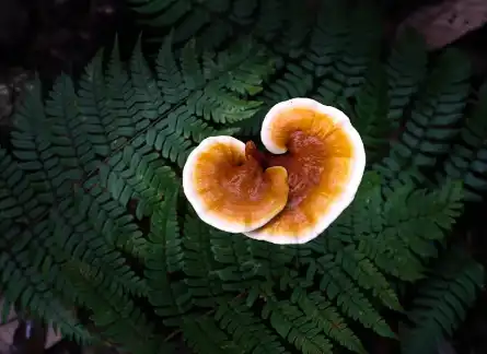 Bulk Ganoderma Lucidum Powder