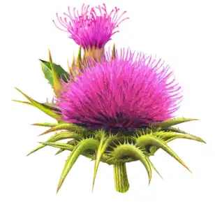 Bulk Ganoderma Lucidum Powder Bulk Ganoderma Lucidum Powder