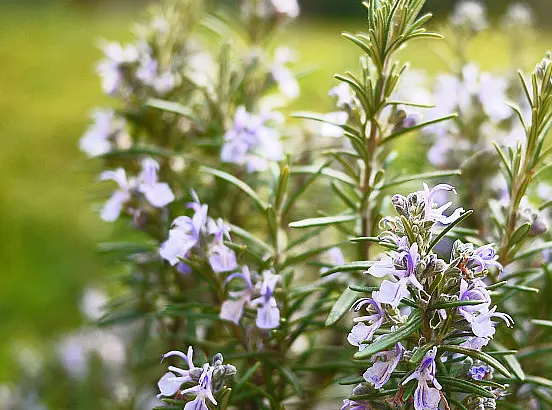 Rosemary Extract Rosmarinic Acid
