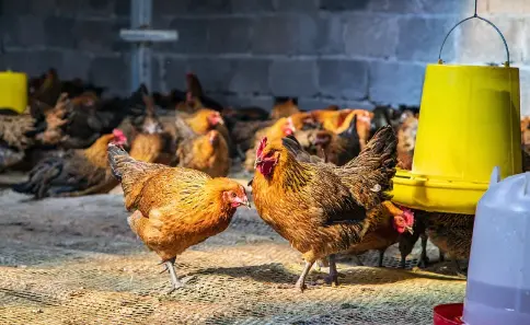 Carophyll Yellow 10% Carophyll Yellow 10%