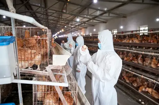 Carophyll Yellow 10% Carophyll Yellow 10%