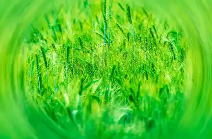 Bulk Barley Grass Powder