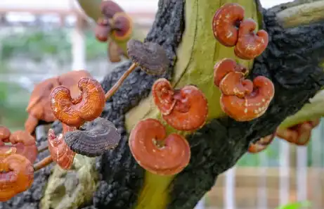 Bulk Ganoderma Lucidum Powder