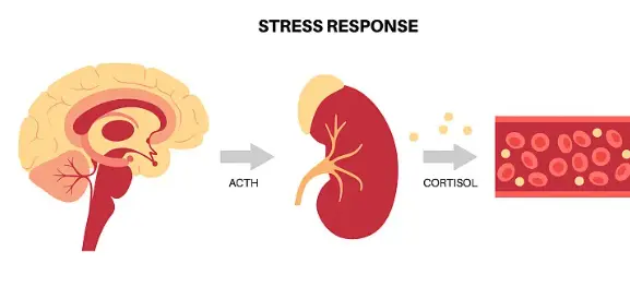 Bulk Ganoderma Lucidum Powder Bulk Ganoderma Lucidum Powder