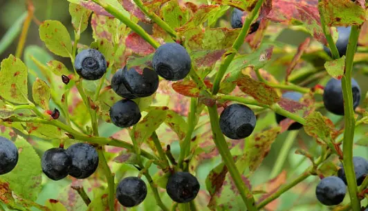 Bilberry Anthocyanins