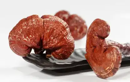 Ganoderma Lucidum Extract Powder