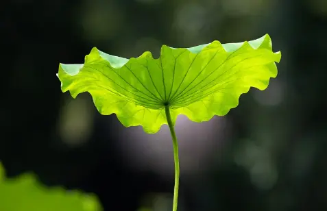 Lotus Leaf Extract 