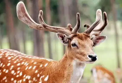 Deer Antler Extract Powder
