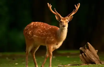 Deer Antler Extract Powder
