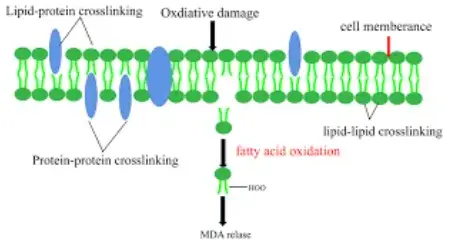 L-carnitine Powder Bulk L-carnitine Powder Bulk