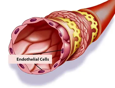 L-carnitine Powder Bulk L-carnitine Powder Bulk