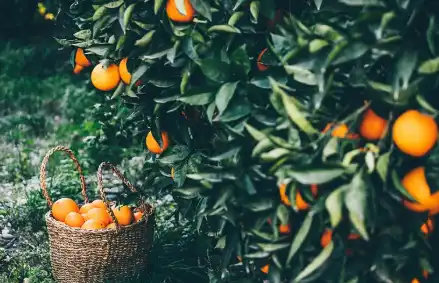 Modified Citrus Pectin Powder Bulk Modified Citrus Pectin Powder Bulk