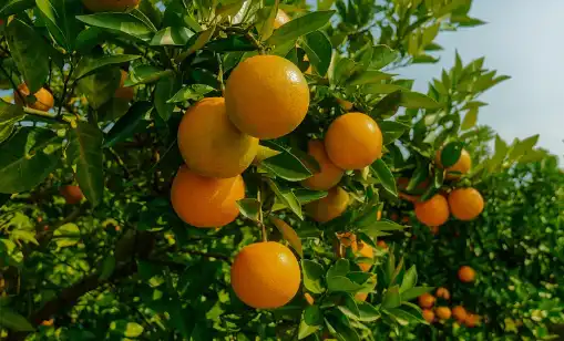 Modified Citrus Pectin Powder Bulk