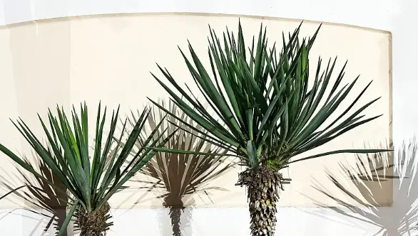 Yucca Saponins Yucca Saponins