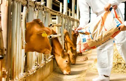 Yucca Saponins Yucca Saponins