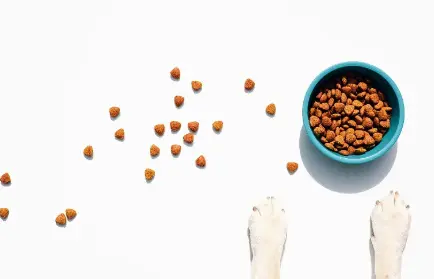 Yucca Saponins Yucca Saponins